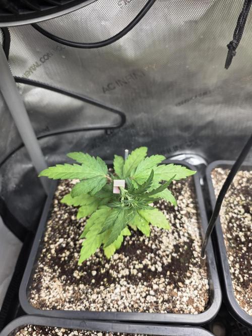 Do-Si-Delerium & Creme De La Creme X SS. Week 4
