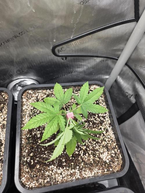 Do-Si-Delerium & Creme De La Creme X SS. Week 4