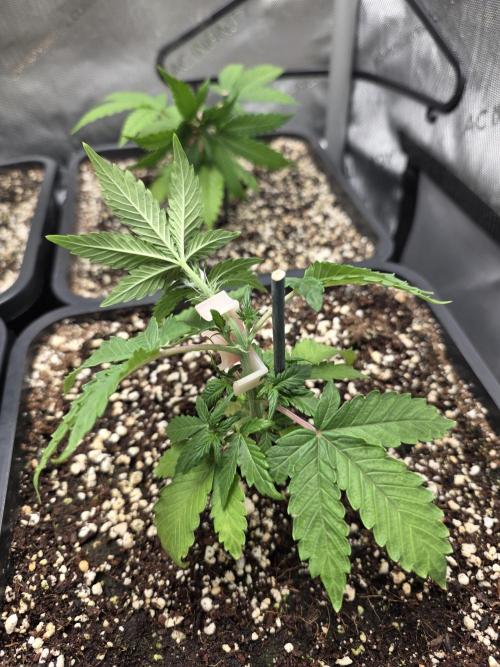 Do-Si-Delerium & Creme De La Creme X SS. Week 4