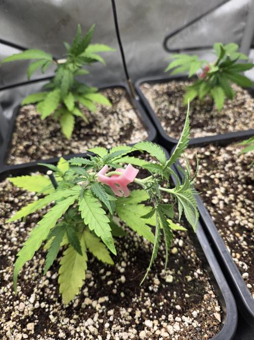 Do-Si-Delerium & Creme De La Creme X SS. Week 4