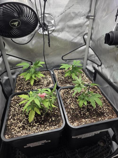 Do-Si-Delerium & Creme De La Creme X SS. Week 4
