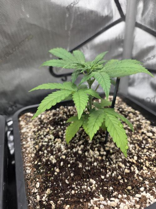 Do-Si-Delerium & Creme De La Creme X SS. Week 4