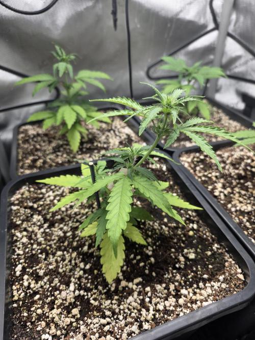 Do-Si-Delerium & Creme De La Creme X SS. Week 4