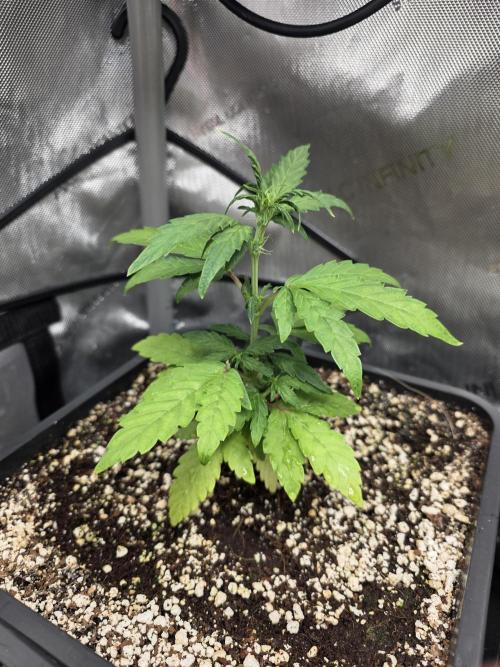 Do-Si-Delerium & Creme De La Creme X SS. Week 4