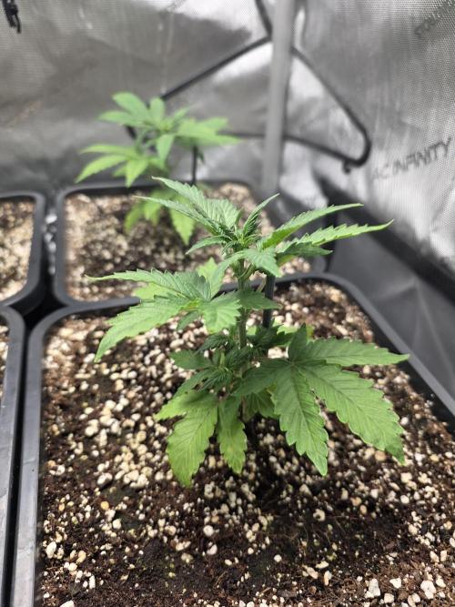 Do-Si-Delerium & Creme De La Creme X SS. Week 4