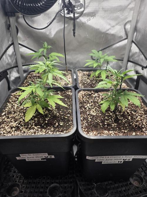 Do-Si-Delerium & Creme De La Creme X SS. Week 4