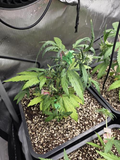 Do-Si-Delerium & Creme De La Creme X SS. Week 5