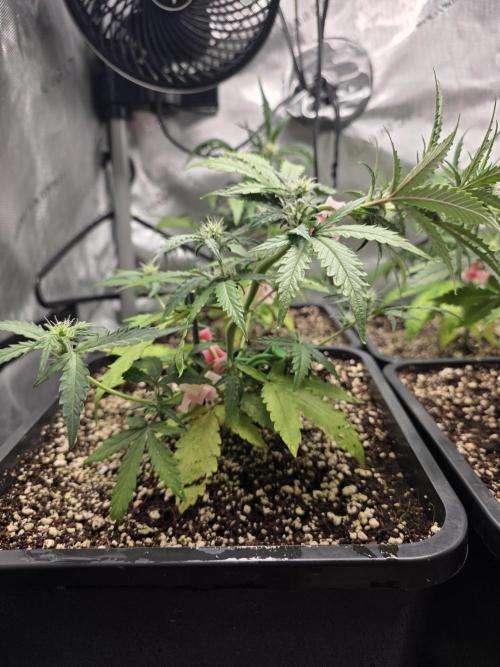 Do-Si-Delerium & Creme De La Creme X SS. Week 5