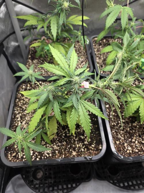 Do-Si-Delerium & Creme De La Creme X SS. Week 5