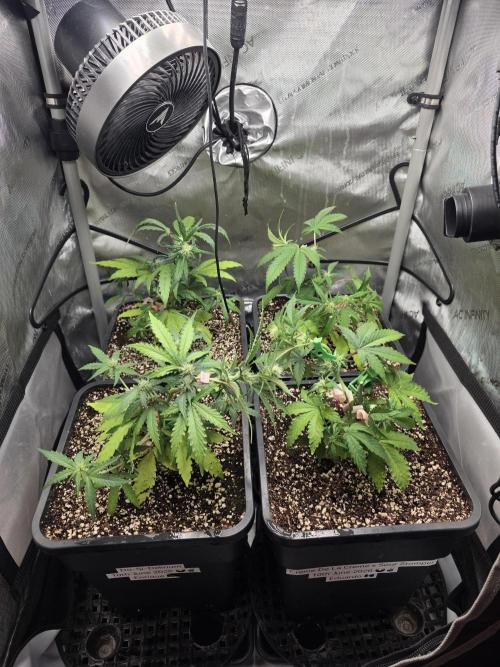 Do-Si-Delerium & Creme De La Creme X SS. Week 5