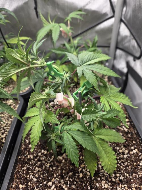 Do-Si-Delerium & Creme De La Creme X SS. Week 5