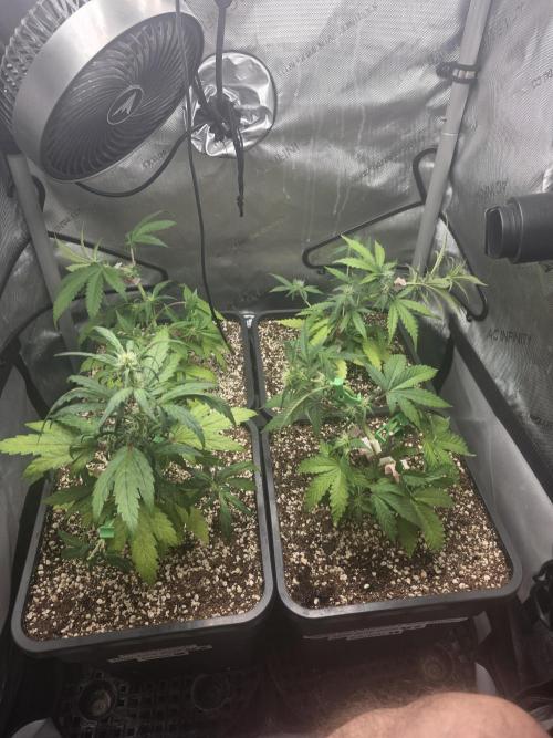 Do-Si-Delerium & Creme De La Creme X SS. Week 5