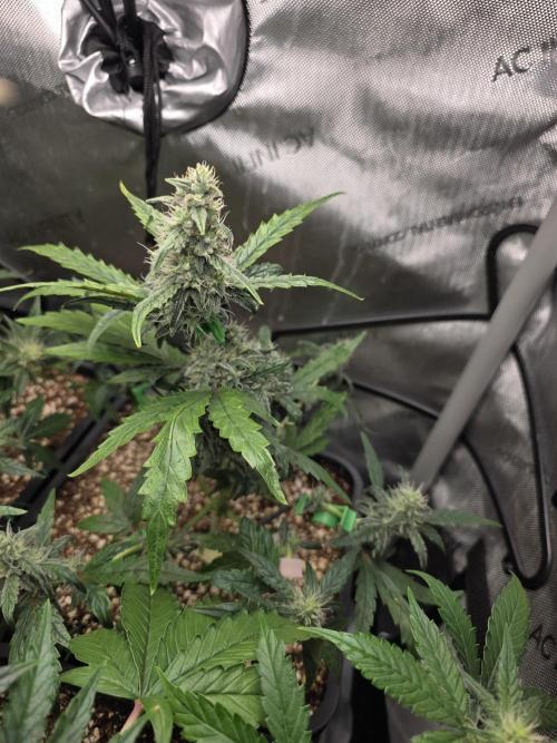 Do-Si-Delerium & Creme De La Creme X SS. Week 6