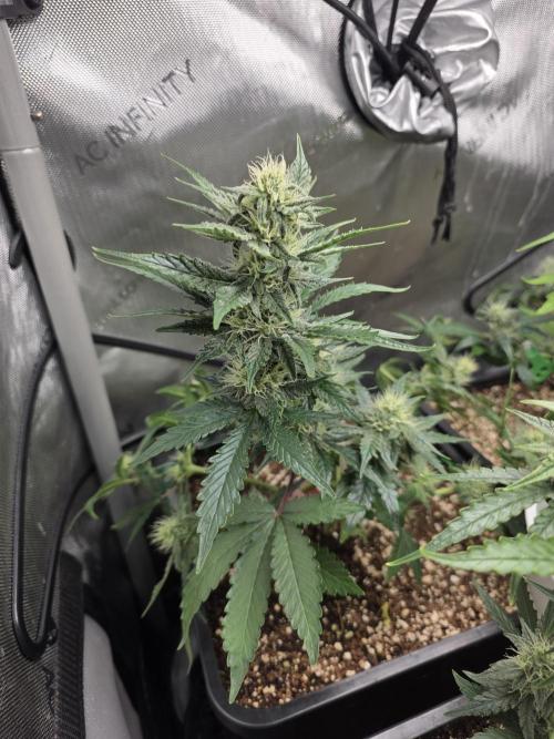 Do-Si-Delerium & Creme De La Creme X SS. Week 6