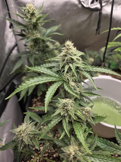 Do-Si-Delerium & Creme De La Creme X SS. Week 6