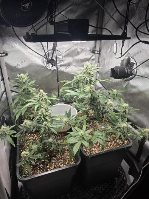Do-Si-Delerium & Creme De La Creme X SS. Week 6