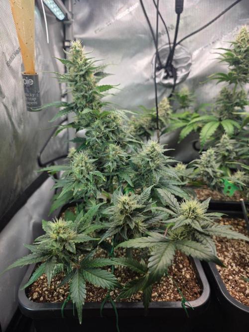 Do-Si-Delerium & Creme De La Creme X SS. Week 7