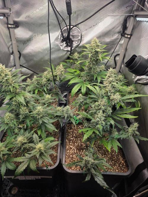 Do-Si-Delerium & Creme De La Creme X SS. Week 7