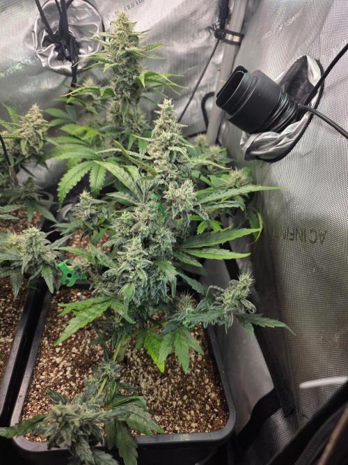 Do-Si-Delerium & Creme De La Creme X SS. Week 7