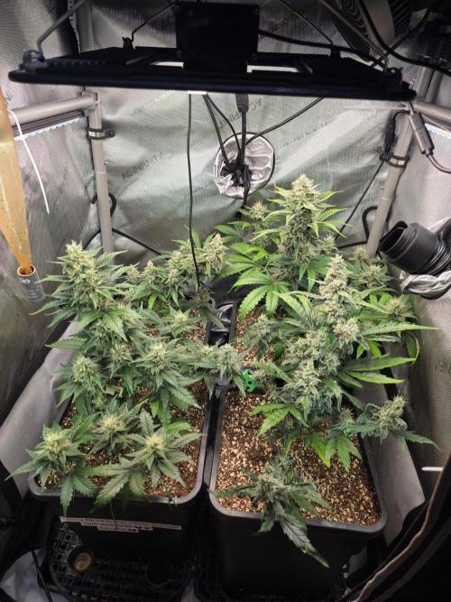 Do-Si-Delerium & Creme De La Creme X SS. Week 7