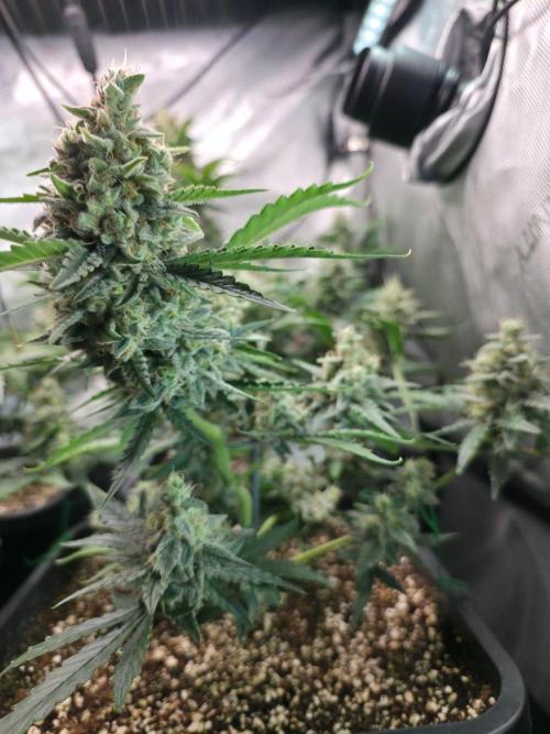 Do-Si-Delerium & Creme De La Creme X SS. Week 9