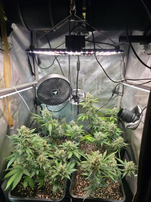 Do-Si-Delerium & Creme De La Creme X SS. Week 9