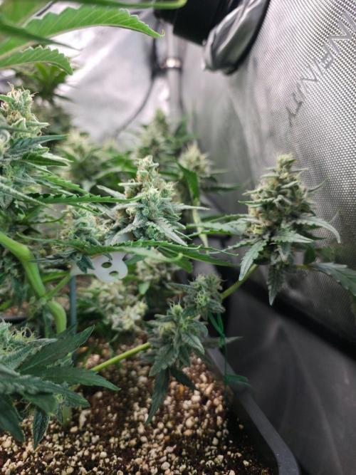 Do-Si-Delerium & Creme De La Creme X SS. Week 9