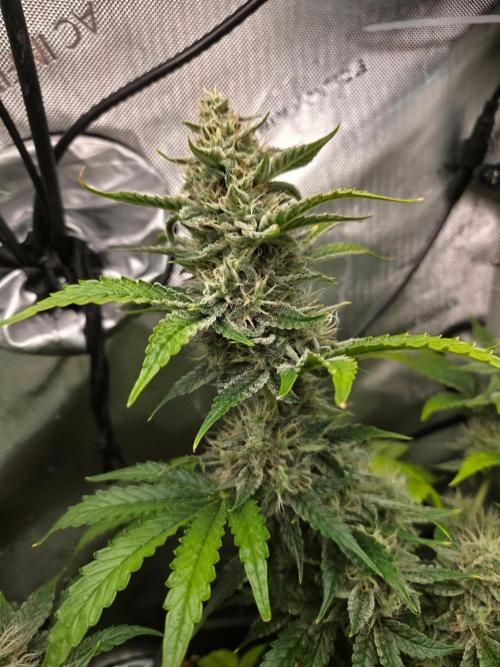 Do-Si-Delerium & Creme De La Creme X SS. Week 9