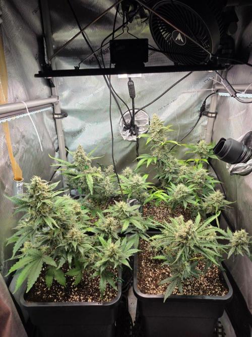 Do-Si-Delerium & Creme De La Creme X SS. Week 9
