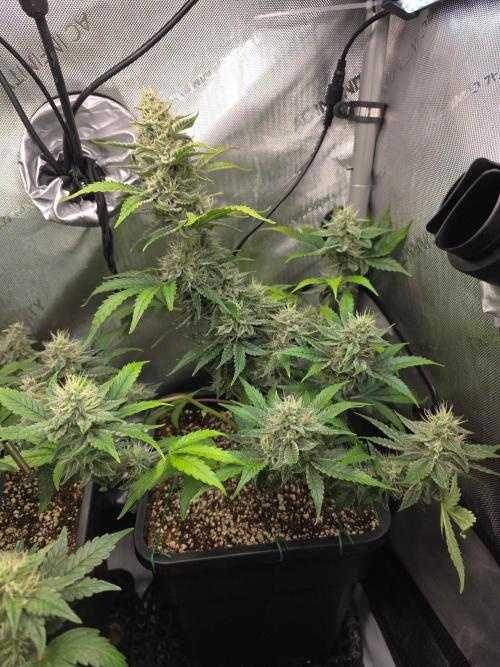 Do-Si-Delerium & Creme De La Creme X SS. Week 9