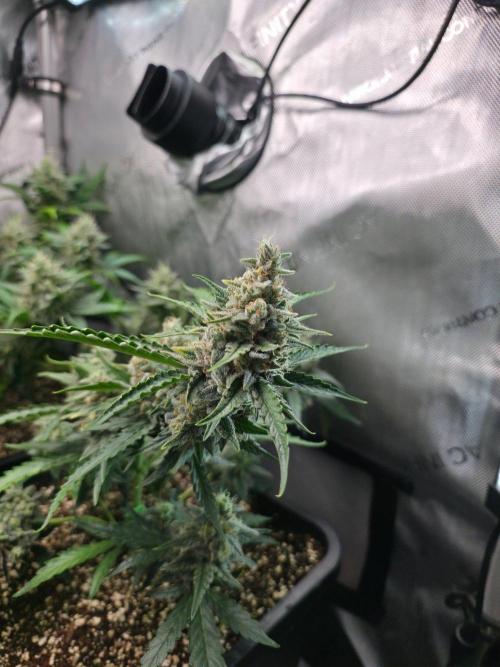 Do-Si-Delerium & Creme De La Creme X SS. Week 9