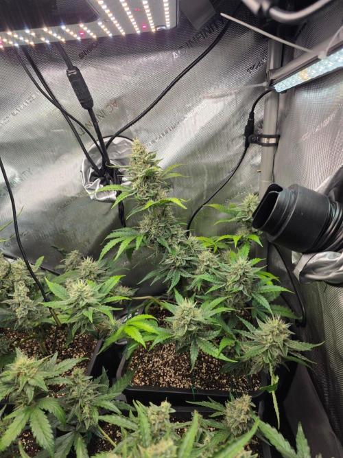 Do-Si-Delerium & Creme De La Creme X SS. Week 9