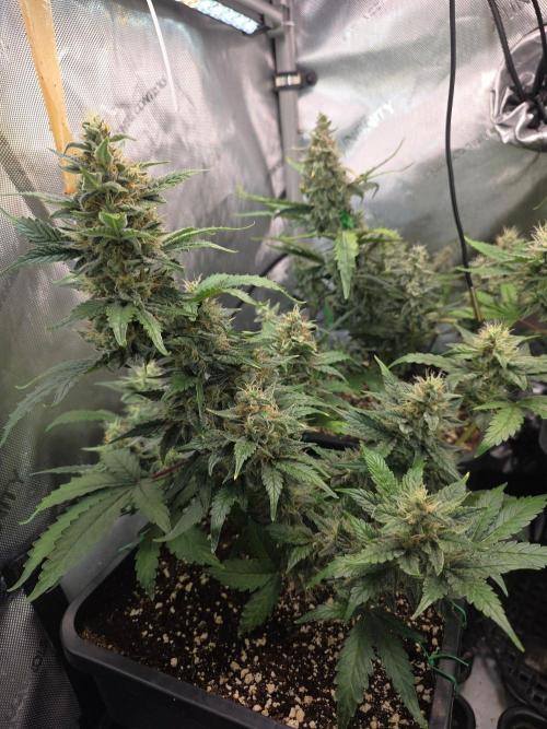 Do-Si-Delerium & Creme De La Creme X SS. Week 9