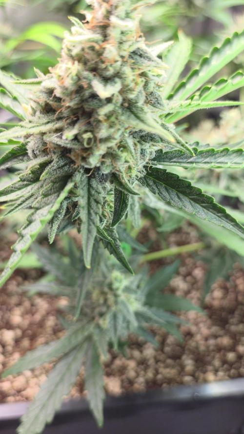 Do-Si-Delerium & Creme De La Creme X SS