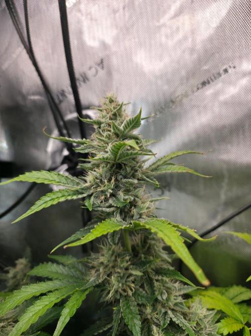 Do-Si-Delerium & Creme De La Creme X SS. Week 9