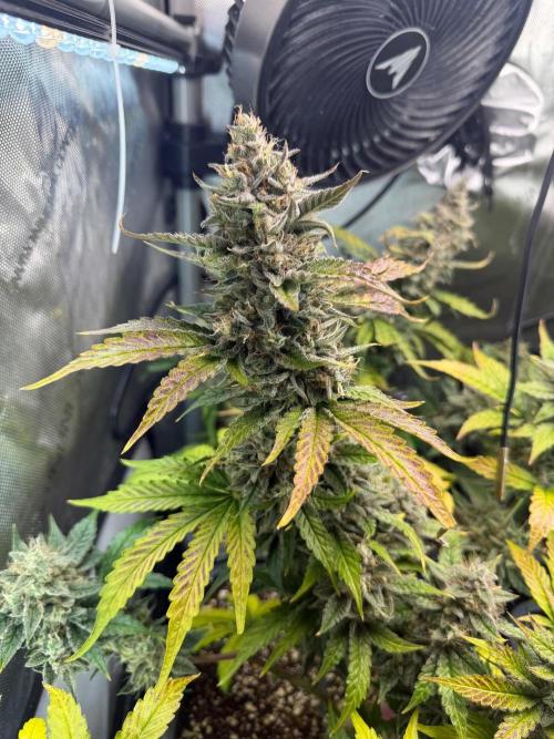 Do-Si-Delerium & Creme De La Creme X SS. Week 10