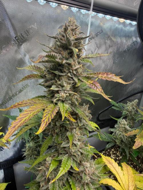Do-Si-Delerium & Creme De La Creme X SS. Week 10