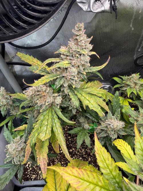 Do-Si-Delerium & Creme De La Creme X SS. Week 10
