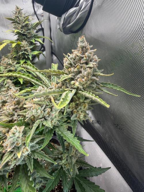 Do-Si-Delerium & Creme De La Creme X SS. Week 10