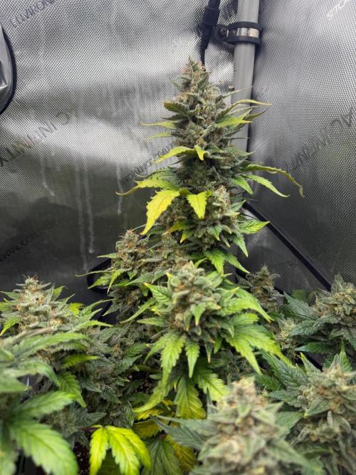 Do-Si-Delerium & Creme De La Creme X SS. Week 10