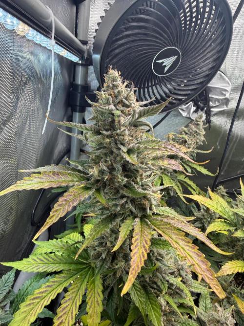 Do-Si-Delerium & Creme De La Creme X SS. Week 10