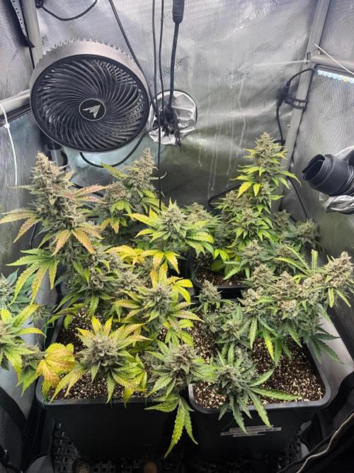 Do-Si-Delerium & Creme De La Creme X SS. Week 10