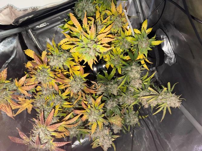 Do-Si-Delerium & Creme De La Creme X SS. Week 11