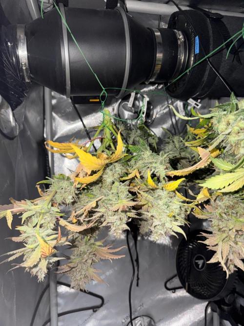 Do-Si-Delerium & Creme De La Creme X SS. Week 11