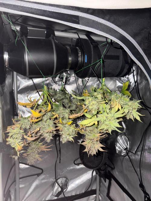 Do-Si-Delerium & Creme De La Creme X SS. Week 11