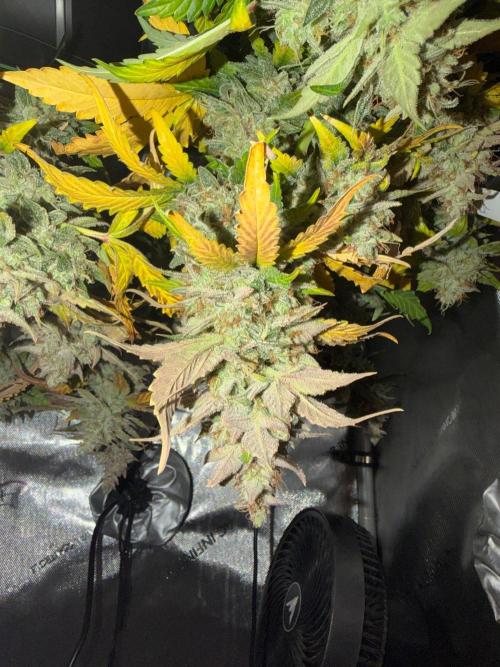 Do-Si-Delerium & Creme De La Creme X SS. Week 11