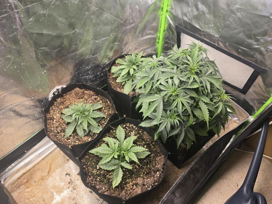OG Kush Bubblegum DosiDos. Week 2 - .