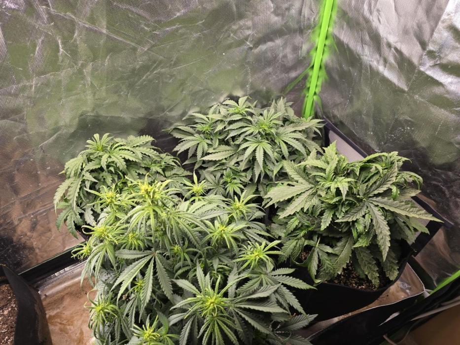 OG Kush Bubblegum DosiDos. Week 3