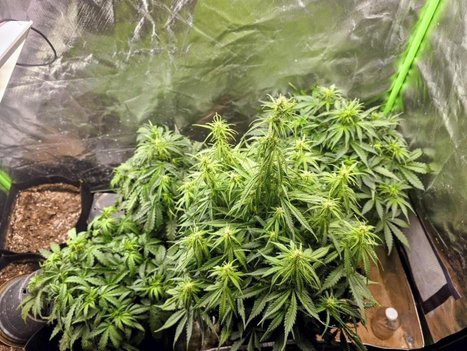 OG Kush Bubblegum DosiDos. Week 4