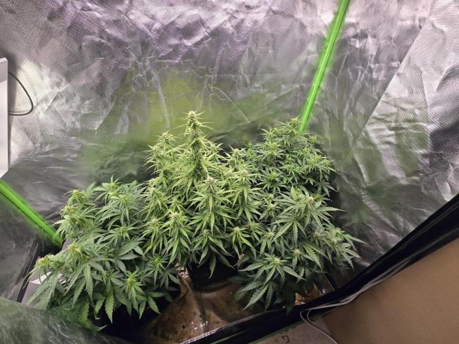 OG Kush Bubblegum DosiDos. Week 5